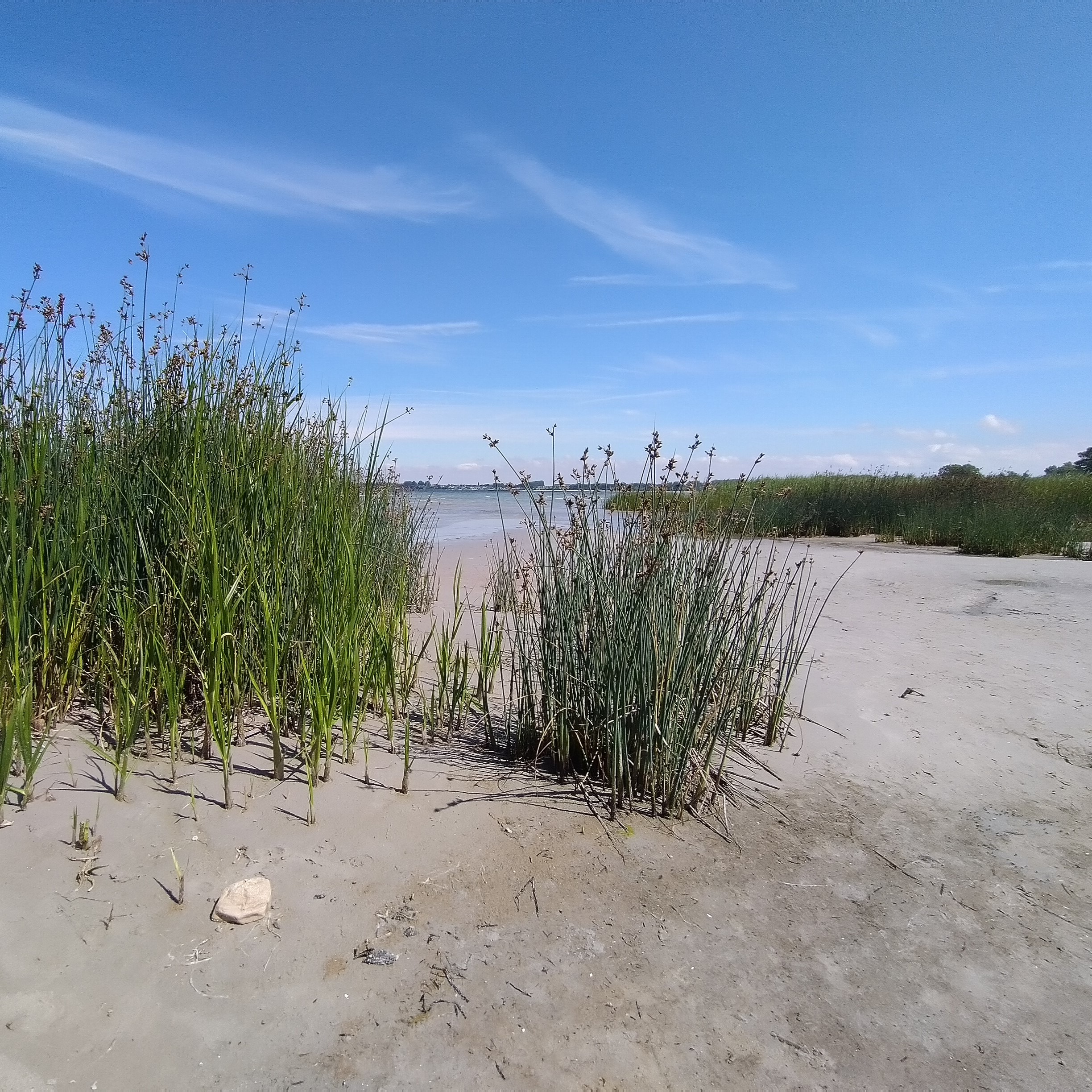 Schilf am Wohlenberger Strand